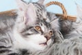 Maine coon kittens in basket Royalty Free Stock Photo