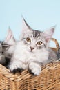 Maine coon kittens in basket Royalty Free Stock Photo