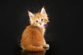 Maine Coon kittens, beautiful photos of cats in the studio