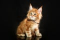 Maine Coon kittens, beautiful photos of cats in the studio