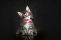 Maine Coon kittens, beautiful photos of cats in the studio