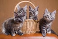 Maine Coon kittens Royalty Free Stock Photo