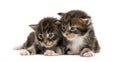 Maine coon kittens looking away Royalty Free Stock Photo