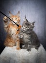 maine coon kittens playing together with feather toy Royalty Free Stock Photo