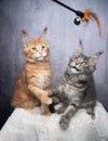 maine coon kittens playing together with feather toy Royalty Free Stock Photo