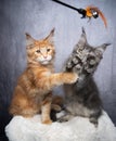 maine coon kittens playing together with feather toy Royalty Free Stock Photo