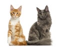 Maine Coon kittens sitting together, Royalty Free Stock Photo