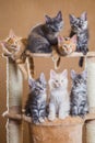 Maine coon kittens