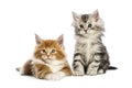 Maine coon kittens, 8 weeks old, lying together Royalty Free Stock Photo