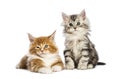 Maine coon kittens, 8 weeks old, lying together Royalty Free Stock Photo