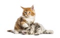 Maine coon kittens, 8 weeks old, lying together Royalty Free Stock Photo