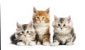 Maine coon kittens, 8 weeks old, lying together Royalty Free Stock Photo