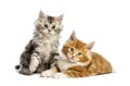 Maine coon kittens, 8 weeks old, lying together Royalty Free Stock Photo