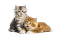 Maine coon kittens, 8 weeks old, lying together Royalty Free Stock Photo