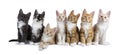 7 Maine Coon kittens on white Royalty Free Stock Photo