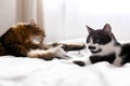 Maine coon licking and cleaning with funny friend cat with moustache, sitting on comfortable bed in sunny stylish room. Two cute