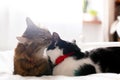 Maine coon licking and cleaning his funny friend cat ear, sitting on comfortable bed in light. Pet love. Two cute cats grooming