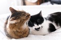 Maine coon licking and cleaning his funny friend cat with moustache, sitting on comfortable bed in light. Pet love. Two cute cats