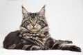 Maine Coon lies on a white background.