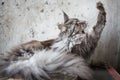 Maine coon on light grey background Royalty Free Stock Photo