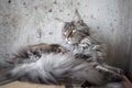 Maine coon on light grey background Royalty Free Stock Photo
