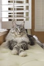 Maine Coon male cat, silver tabby fur, front paws crossed