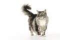 Maine Coon photographed in the studio Royalty Free Stock Photo