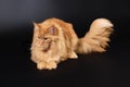 Maine Coon is a plus-size cat, wise, good natured, with soft fluffy fur and funny tassels on the auricles Royalty Free Stock Photo