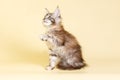 Maine Coon cat on colored backgrounds