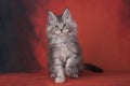 Maine Coon on a red isolated background Royalty Free Stock Photo