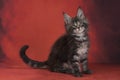 Maine Coon on a red isolated background Royalty Free Stock Photo