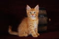 Maine-coon red kitten Royalty Free Stock Photo