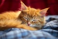 Maine Coon red kitten naps, a portrait of adorable tranquility