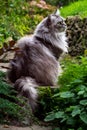 Maine Coon silver grey tabby longhair cat sitting outdoors in a domestic garden surrounded by foliage.  She sits but is alert Royalty Free Stock Photo