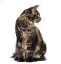 Maine Coon sitting and looking away isolated on white Royalty Free Stock Photo