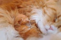 Maine-coon, a small red-haired kitten, sleeps with his mother Royalty Free Stock Photo