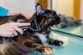 Maine Coon in turtle color brushing by professional groomer Royalty Free Stock Photo