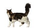 Maine Coon walking away Royalty Free Stock Photo