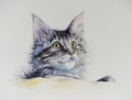 Maine coon watercolors painted.