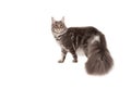 Maine coon