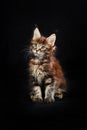 Maine Coon& x27;s gorgeous kitten on black background, studio portrait. Royalty Free Stock Photo