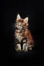 Maine Coon& x27;s gorgeous kitten on black background, studio portrait.