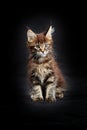 Maine Coon& x27;s gorgeous kitten on black background, studio portrait.