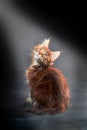 Maine Coon& x27;s gorgeous kitten in bright rays on dark background, studio portrait.
