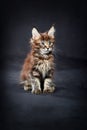 Maine Coon& x27;s gorgeous kitten on dark background, studio portrait.