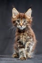 Maine Coon& x27;s gorgeous kitten on dark background, studio portrait.