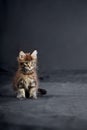 Maine Coon& x27;s gorgeous kitten on dark background, studio portrait.