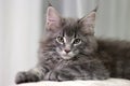 Maine Coon young gray cat in a lying pose. Portrait of a kitten with natural lighting blurred background
