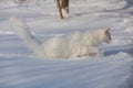 Maine coone white cat in the winter and snow