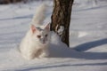 Maine coone white cat in the winter and snow